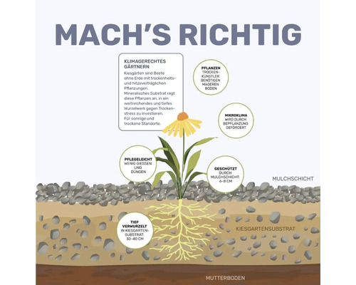Illustration eines Kiesgartens mit trockenheitsverträglichen Pflanzen, Mulchschicht und tief verwurzeltem Substrat