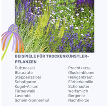 Exemples de plantes résistantes à la sécheresse avec des fleurs