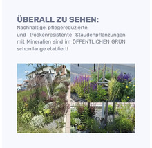 Arrangement de plantes vivaces dans un jardin avec des arbres