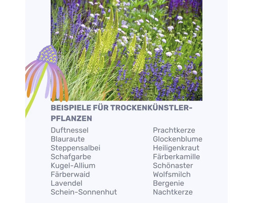 Beispiele für trockenheitsverträgliche Pflanzen.