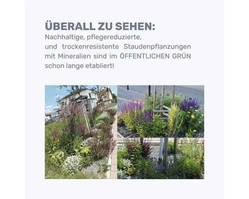 Foto von Staudenpflanzungen im öffentlichen Grünbereich.