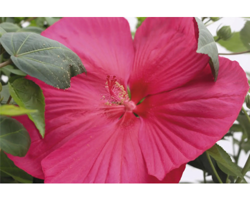 Nahaufnahme einer rosafarbenen Staudenhibiskusblüte im Garten.