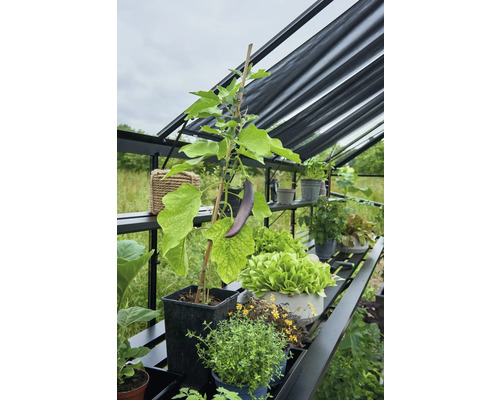 Intérieur de serre avec aubergine, salade et herbes sur des étagères