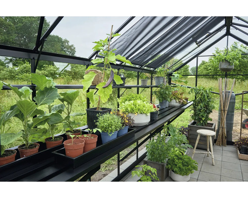 Serre avec des plantes sur des étagères et un tabouret