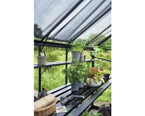 Intérieur d''une serre avec plantes, étagères et outils de jardinage.