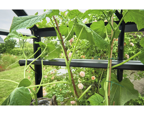 Gros plan sur des plants de concombres cultivés dans une serre et attachés à des bâtons