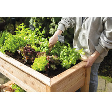 Jardinière en bois plantée de salade, d''herbes aromatiques et de basilic.