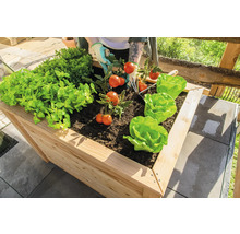 Jardinière surélevée avec salade, tomates et herbes aromatiques sur une terrasse pavée