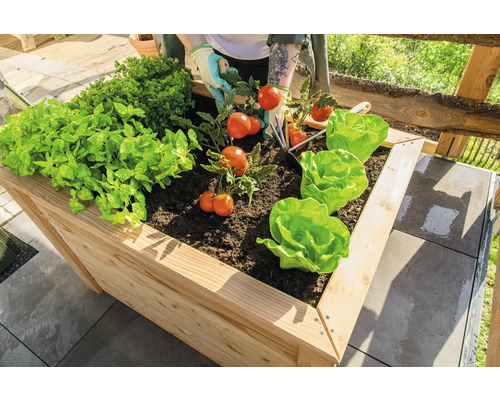 Jardinière surélevée avec salade, tomates et herbes aromatiques sur une terrasse pavée