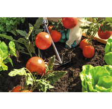 Plants de tomates dans le potager avec outils de jardinage et gants de jardinage.