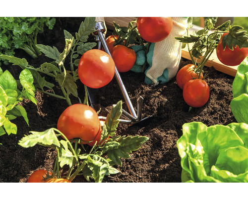 Plants de tomates dans le potager avec outils de jardinage et gants de jardinage.