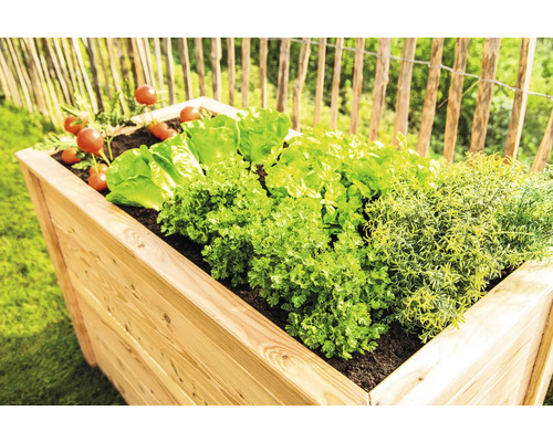Jardinière surélevée en bois avec salade, herbes aromatiques et tomates