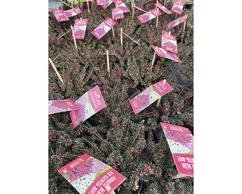 Viele Winterheide Pflanzen mit Produktetiketten.