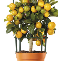 Mandarinenbaum im Topf mit Spalier
