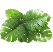 Mehrere grüne Monstera-Blätter