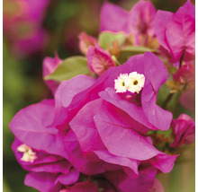 Gros plan d''un bougainvillier avec des fleurs