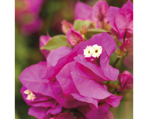 Gros plan d''un bougainvillier avec des fleurs