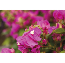 Gros plan de fleurs de bougainvilliers