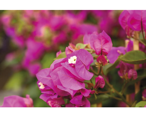 Gros plan de fleurs de bougainvilliers