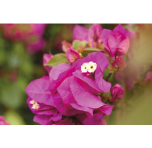 Gros plan de fleurs de bougainvilliers roses