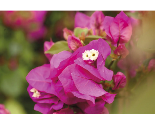 Gros plan de fleurs de bougainvilliers roses