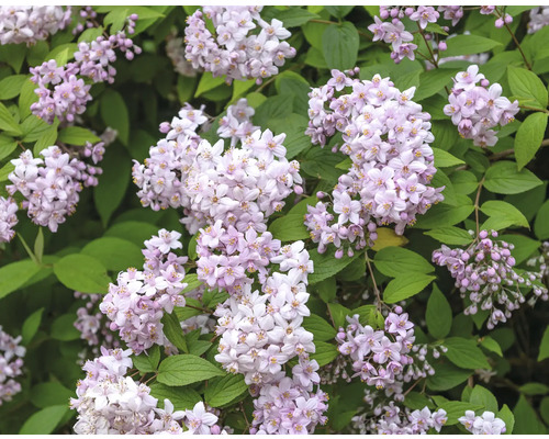 Deutzia en fleurs avec des fleurs délicates