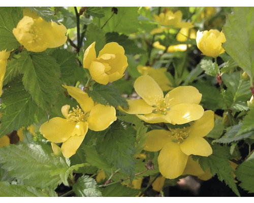 Rosier du Japon Kerria avec fleurs jaunes et feuilles vertes.