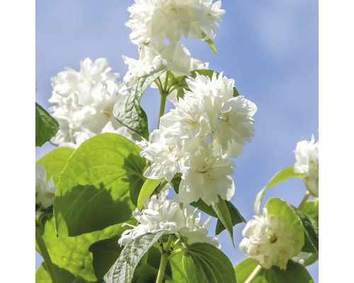 Seringat à fleurs doubles avec des fleurs blanches et des feuilles vertes sur un ciel bleu