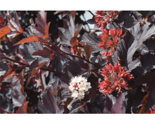 Gros plan d''un aubépine rouge avec des fleurs rouges et blanches