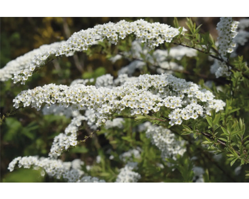 Spirée fleurie en détail