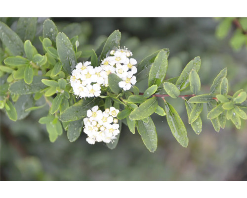 Inflorescence de spirée avec feuilles