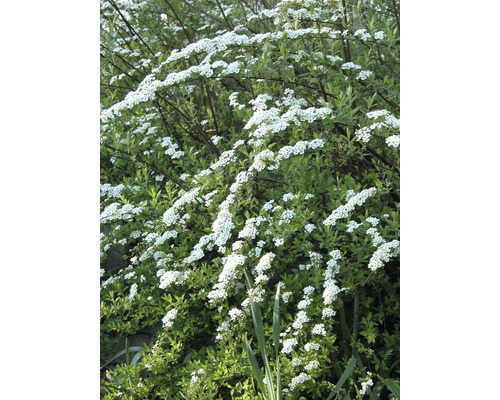 Spirée avec des fleurs blanches