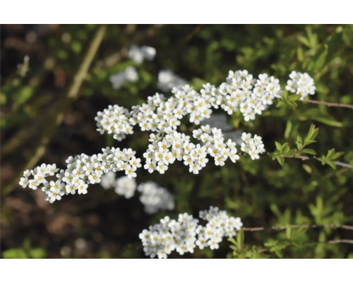 Inflorescence d''une haie de spirée avec des fleurs blanches