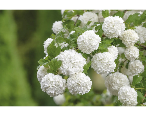 Inflorescence de boule de neige avec feuilles