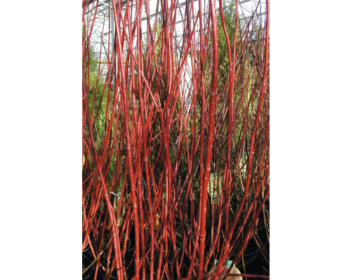 Branches de cornouiller rouge décoratives pour le jardin