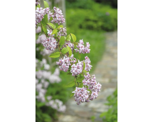 Branche fleurie de Deutzia avec de délicates fleurs dans le jardin