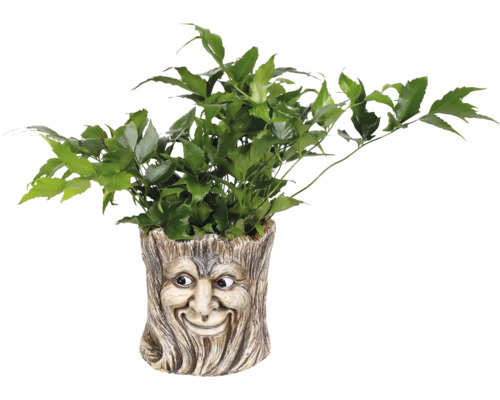 Grüne Pflanze in einem Blumentopf mit Gesicht