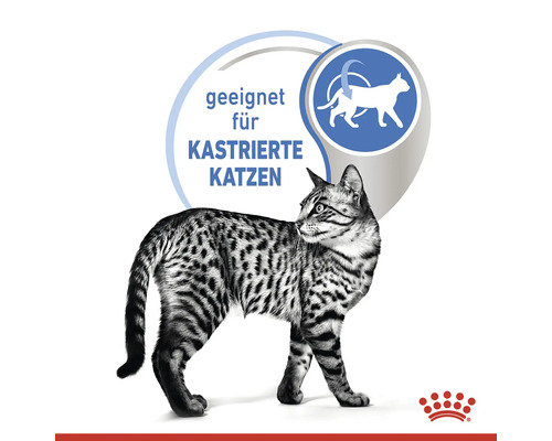 Chat adapté aux chats castrés