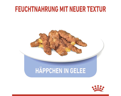 Nourriture pour chats avec une nouvelle texture et bouchées en gelée sur une assiette