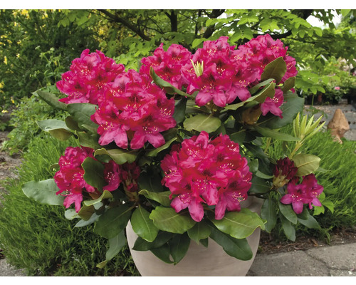 Rhododendron en pot avec des fleurs roses et des feuilles vertes.