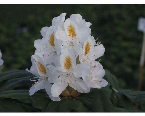 Inflorescence d''un rhododendron blanc