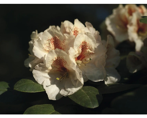 Gros plan sur des fleurs de rhododendron aux pétales mouchetés