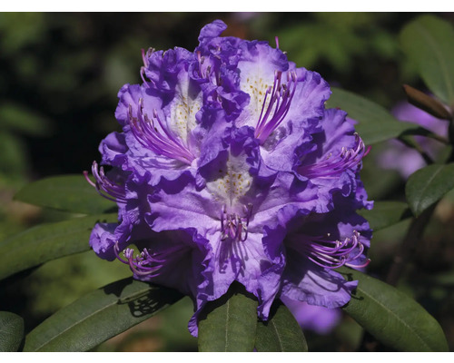 Gros plan d''une fleur de rhododendron violette avec des feuilles vertes.