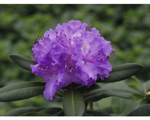 Gros plan d''une fleur de rhododendron violette avec des feuilles vertes