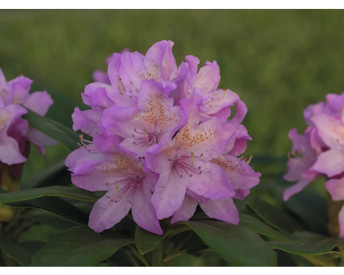 Nahaufnahme einer Rhododendronblüte