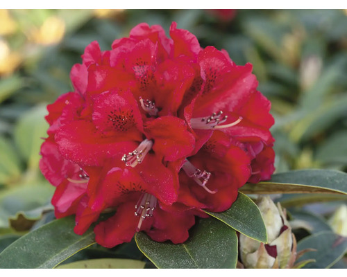 Gros plan d''une fleur de rhododendron rouge