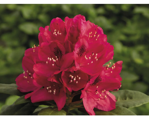 Inflorescence de la plante Rhododendron en détail