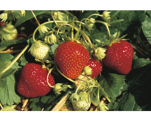 Erdbeerpflanze mit reifen und unreifen Erdbeeren