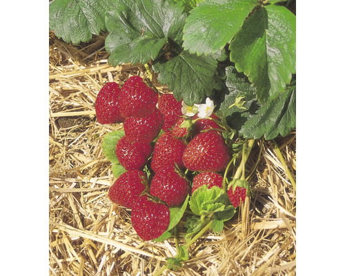 Gros plan de plants de fraises avec des fraises mûres sur de la paille