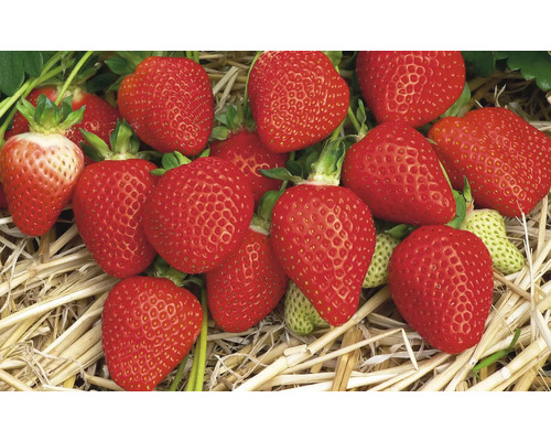 Gros plan de fraises rouges avec des tiges vertes sur de la paille